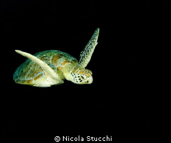 Turtle swimming in Sipadan.
Oly C5060 with two YS-60/S s... by Nicola Stucchi 
